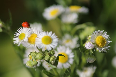 Coccinelle à Kaliningrad